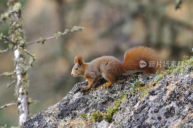 欧亚红松鼠(Sciurus vulgaris)